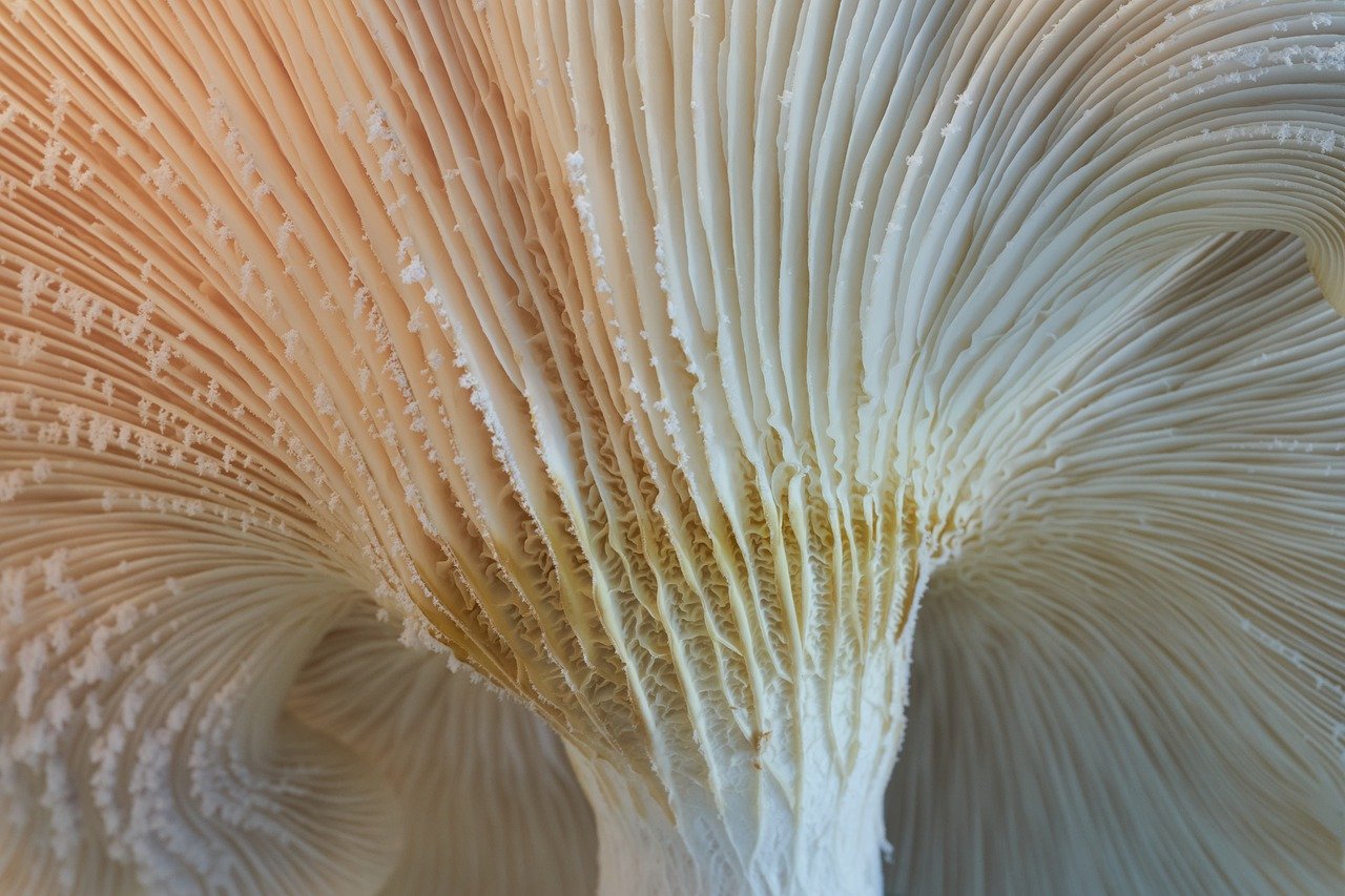 mushroom-7911587_1280